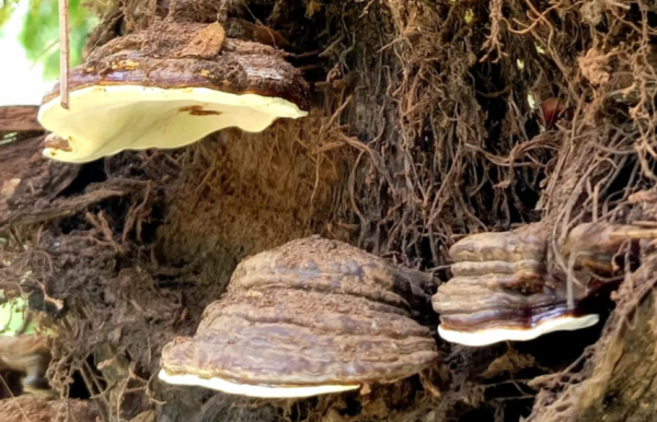 Screenshot 2025-09-20 082743