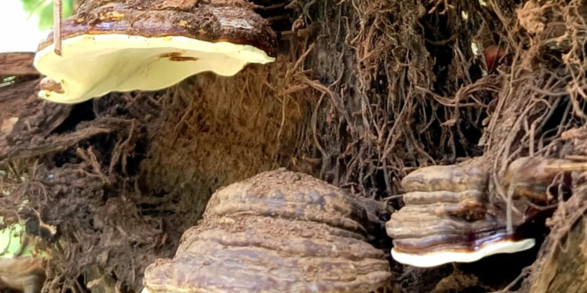 Screenshot 2025-09-20 082743